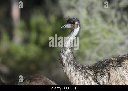 Emu, Dromaius novaehollandiae, Arkaroola, North Flinders Ranges, South Australia, SA, Australia Stock Photo