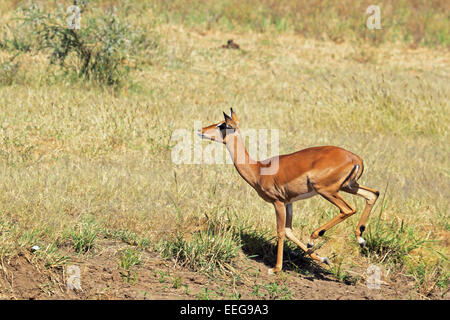 A female impala, Aepyceros melampus, running in the savannah in Serengeti National Park, Tanzania Stock Photo