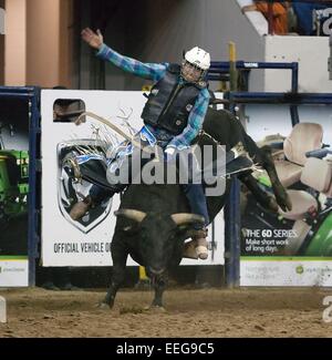 Denver, Colorado, USA. 17th Jan, 2015. TRENTON MONTERO, of Winnemucca, NV. rides at top of Bull Beer Gut during the PRCA Bull Riding event at the National Western Stock Show Saturday afternoon. Credit:  Hector Acevedo/ZUMA Wire/Alamy Live News Stock Photo