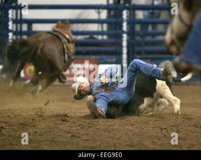 Denver, Colorado, USA. 17th Jan, 2015. AUSTIN MANNING of Kuna, ID. wrestles his Steer to the ground during during the PRCA Steer Wrestling event at the National Western Stock Show Saturday afternoon. Credit:  Hector Acevedo/ZUMA Wire/Alamy Live News Stock Photo