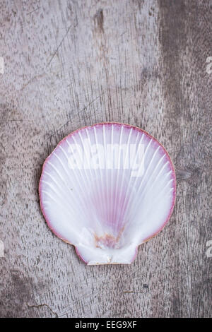 Shells are placed on the wooden Stock Photo