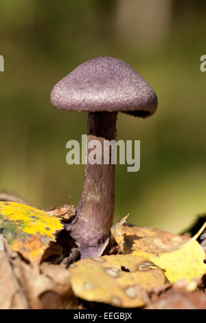 purple mushroom (Cortinarius violaceus) in yellow leaf Stock Photo