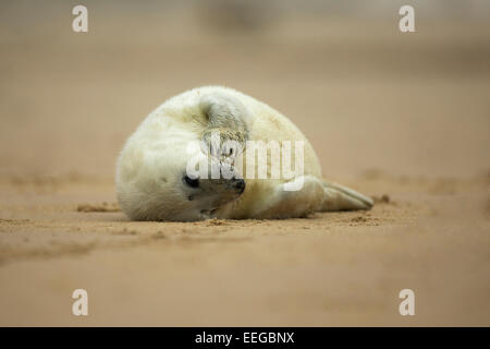 Grey Seal (Halichoerus grypus) pup laying on a sandy beach looking cute Stock Photo