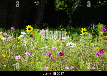 Bunte Blumenwiese im Sommer, Colorful flower meadow in summer, exterior, wildflower, wildflowers, meadows, meadow, flowers, flow Stock Photo