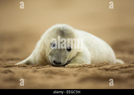 Grey Seal (Halichoerus grypus) pup laying on a sandy beach looking cute Stock Photo