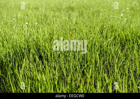 Grüner Rasen, Grashalme mit Tautropfen, Green lawn, blades of grass with dew drops, botany, close, close-up, wet, grass, blade o Stock Photo