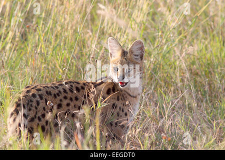 A serval, Leptailurus serval, in the savannah of Serengeti National Park, Tanzania. This medium-sized African wild cat is an elu