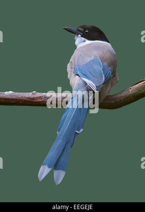 Azure-Winged Magpie (cyanopica cyana)