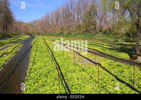 Wasabi farm, Azumino, Nagano, Japan Stock Photo