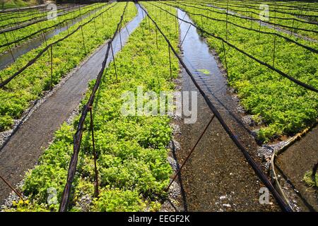 Wasabi farm, Azumino, Nagano, Japan Stock Photo