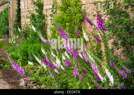 Foxgloves in the borders of the Kitchen Garden at Barrington Court, a Tudor manor house nr Ilminster, Somerset, England, UK Stock Photo