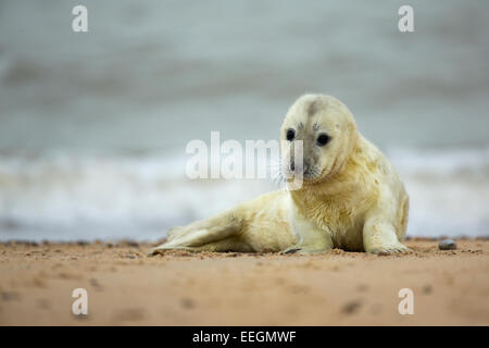 Grey Seal (Halichoerus grypus) pup laying on a sandy beach looking cute Stock Photo