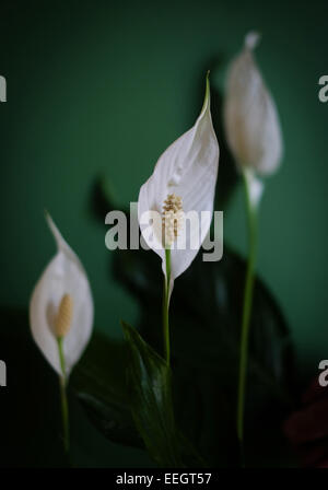 peace lily Stock Photo