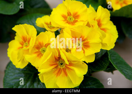 Primula acaulis, primrose, polyanthus, primroses Stock Photo