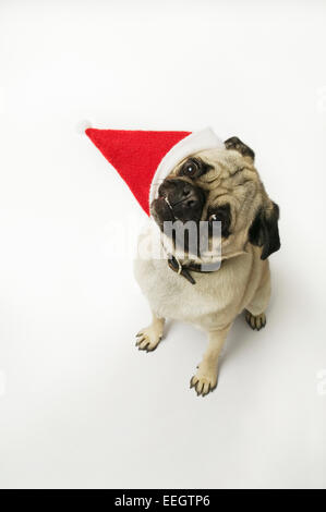 Pug wearing a Santa hat Stock Photo