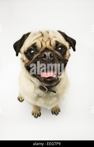 Pug portrait Stock Photo