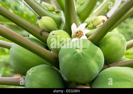Papaya  tree 'female' fruit. Stock Photo
