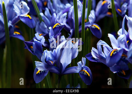 Iris reticulata blue flower Stock Photo