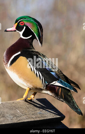 Wood duck, Aix sponsa, George C. Reifel Migratory Bird Sanctuary, Delta, British Columbia, Canada Stock Photo