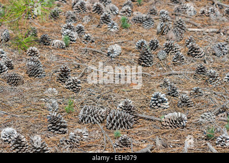 forest pine cones in natural surroundings closeup Stock Photo