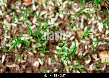 overhead view of blades of new grass growing from grass seed in a garden Stock Photo