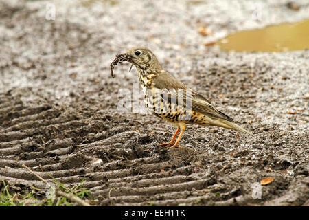 Mistle Thrush (Turdus viscivorus) - collecting nesting material, mud to line the nest. Stock Photo