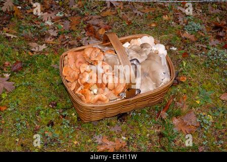 A wicker basket with mushrooms Lactarius deliciosus and Clitocybe nebularis Stock Photo