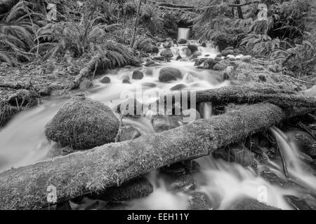 Small waterfall near Goldstream river in Goldstream Provincial Park-Victoria, British Columbia, Canada.. Stock Photo