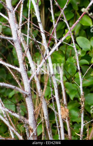 Winter stems of the ghost bramble, Rubus thibetanus 'Silver Fern' Stock Photo