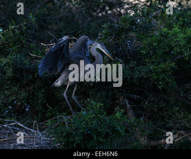 Great blue heron sitting in the vegetation of Gatorland near Orlando showing there mating feathers. Florida, USA Stock Photo