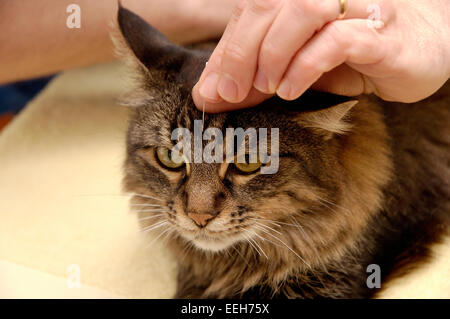 Cat is receiving acupuncture treatment Stock Photo