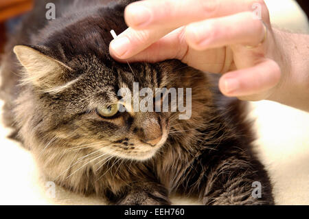 Cat is receiving acupuncture treatment Stock Photo