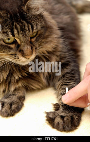 Cat is receiving acupuncture treatment Stock Photo