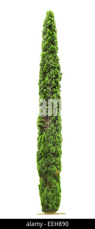 Green beautiful Cypress tree isolated on white background Stock Photo