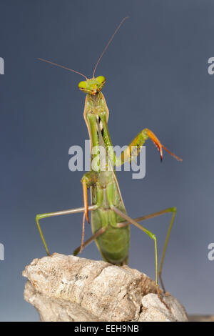 Praying Mantis, mantises, mantes, mantid, Europäische Gottesanbeterin, Fangschrecke, Mantis religiosa, Mante religieuse Stock Photo