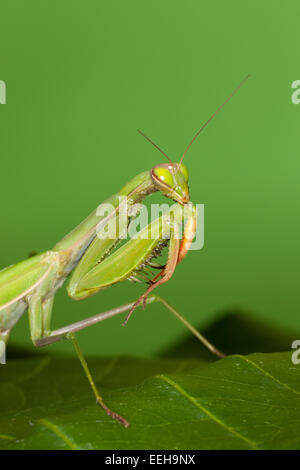 Praying Mantis, mantises, mantes, mantid, Europäische Gottesanbeterin, Fangschrecke, Mantis religiosa, Mante religieuse Stock Photo