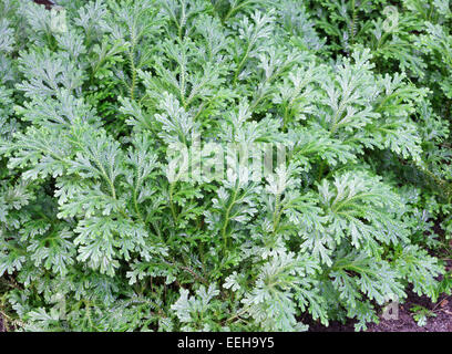 Selaginella martensii  (variegated spikemoss, Martens's spike moss) Stock Photo