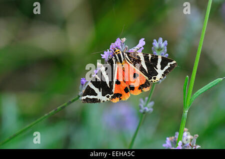 Jersey tiger moth on lavender Stock Photo