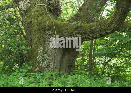 Ancient pedunculate oak tree. Dorset, UK Stock Photo