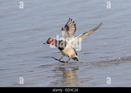 Male Common Pochard coming into land on water Stock Photo