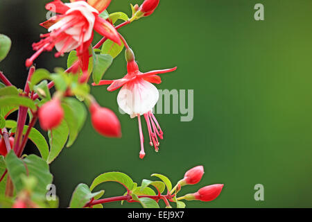 Fuchsia flower against a green background Stock Photo