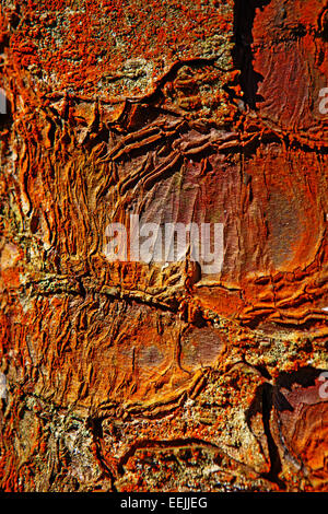 Sitka Spruce tree bark close - up. The colour has been enhanced to make an interesting abstract from a natural item. Stock Photo