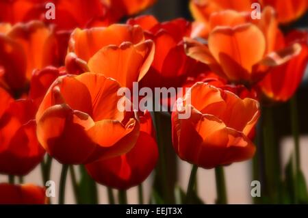 Orange tulips with orange bokeh/blur,with sunlight shining through them Stock Photo