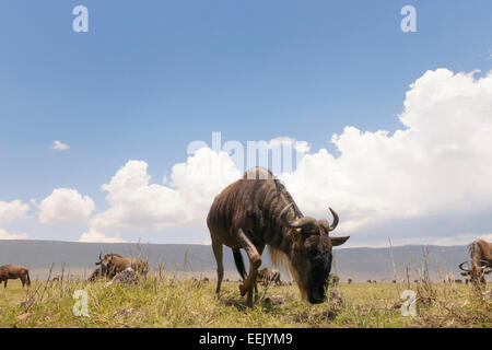 Blue Wildebeest (Connochaetes taurinus) grazing on the plain in the Ngorongor crater, from groundlevel, close up, Ngorongoro cra Stock Photo