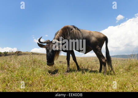 Blue Wildebeest (Connochaetes taurinus) grazing on the plain in the Ngorongor crater, looking into the camera from groundlevel, Stock Photo