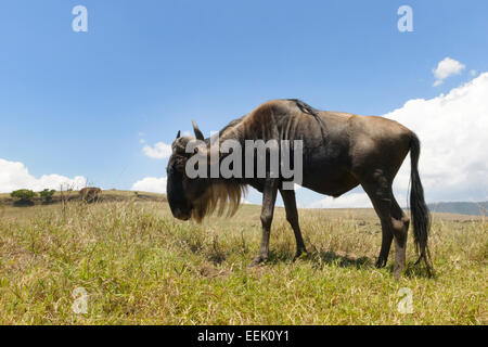 Blue Wildebeest (Connochaetes taurinus) grazing on the plain in the Ngorongor crater, from groundlevel, close up, Ngorongoro cra Stock Photo