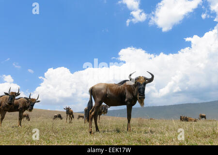 Blue Wildebeest (Connochaetes taurinus) standing on the plain in the Ngorongor crater, looking into the camera from groundlevel, Stock Photo