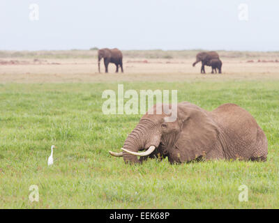 African Elephant (Loxodonta africana) browsing in swamp watched by Great White Egret (Casmerodius albus) Stock Photo