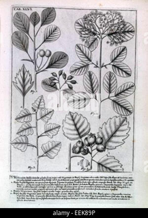 A botanical study focusing on the morphology and biology of the ...