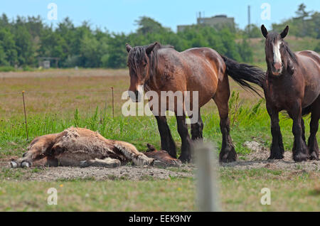 Horses standing in sunshine on green grass inside electric fence, watching a foal lying on the ground Stock Photo